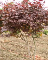 Acer palmatum 'Atropurpureum' — photo 2